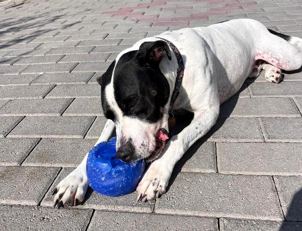 BLACK GENTILCANE Foto 6